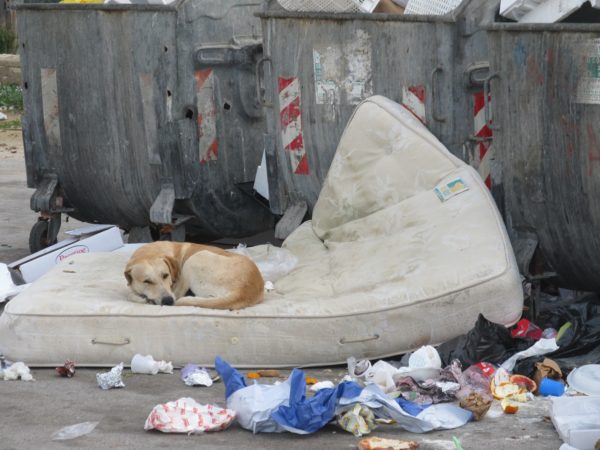 Cassonetti stracolmi, e cane, nel porto di Marianello