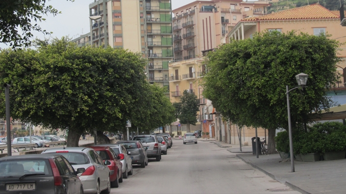 Gli alberi di via Principe di Napoli