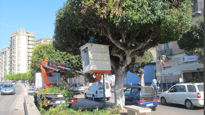 L'intervento di potatura degli alberi di via Principe di Napoli