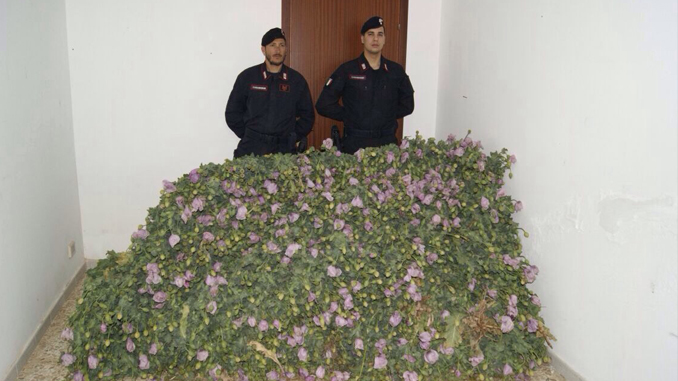 I carabinieri mostrano le piante sequestrate