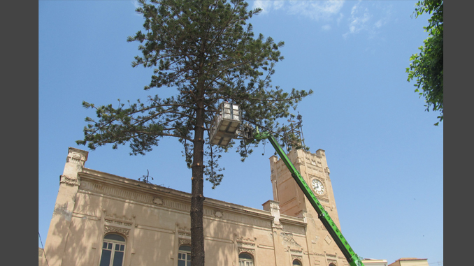 La potatura dell'albero del municipio
