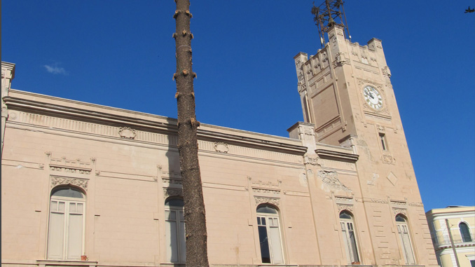 L'albero attiguo al municipio