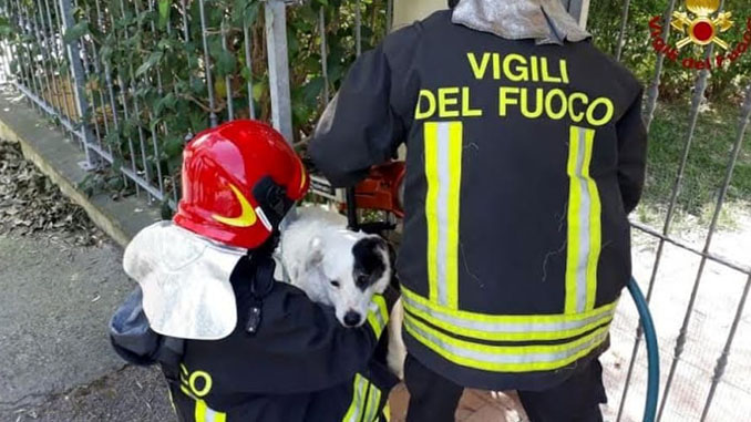 I vigili del fuoco salvano un cane