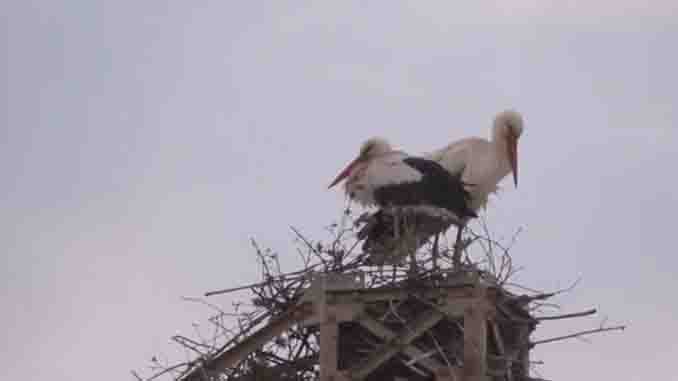 Cicogne bianche nel nido a Licata