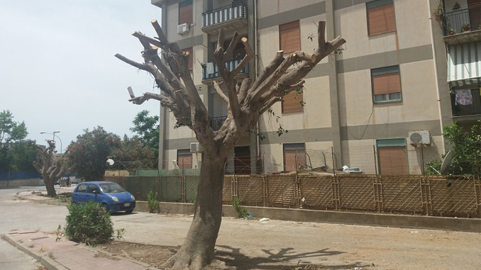 Alberi potati Villaggio Fiori