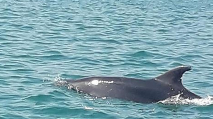Delfini nel porto di Licata