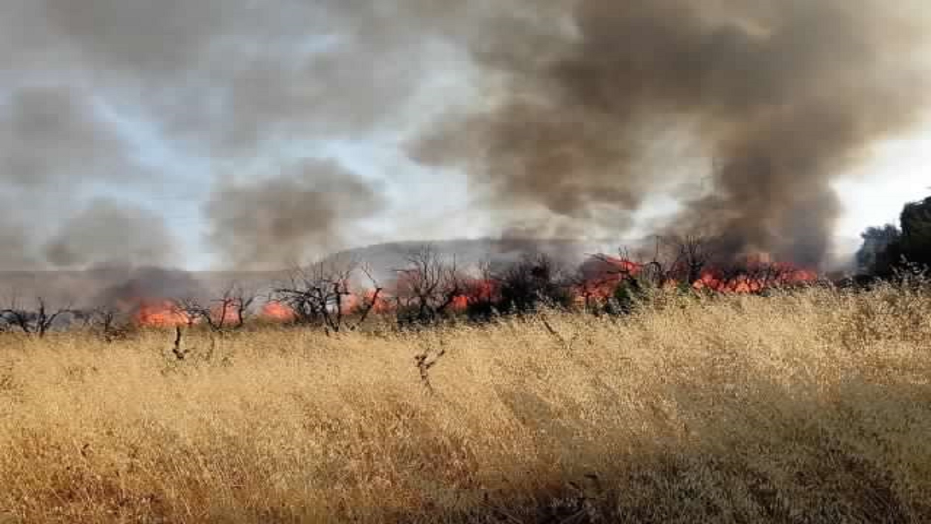 Incendi sterpaglie