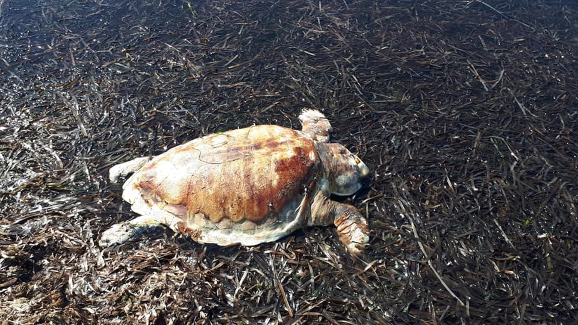 Caretta Caretta a Palma