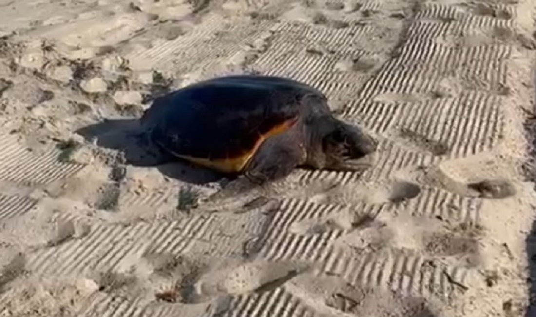 Caretta Caretta