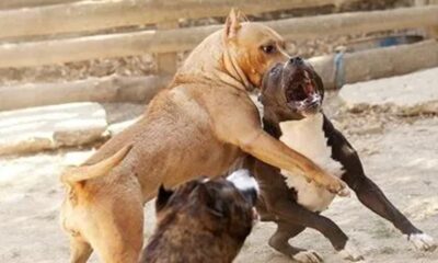 pitbull