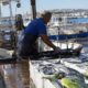 pescatori